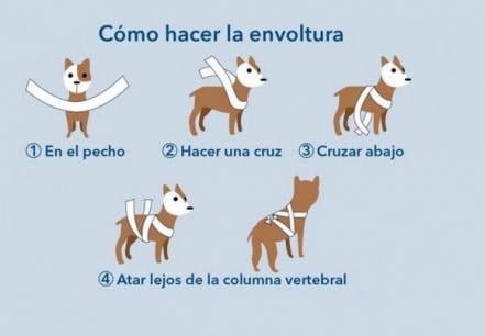 Sonidos de cohetes pueden matar a perros de un ataque de ansiedad: especialista