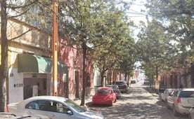 Avanza en el Congreso de SLP iniciativa para proteger árboles urbanos