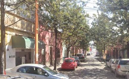 Avanza en el Congreso de SLP iniciativa para proteger árboles urbanos