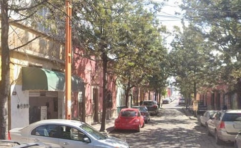 Avanza en el Congreso de SLP iniciativa para proteger árboles urbanos