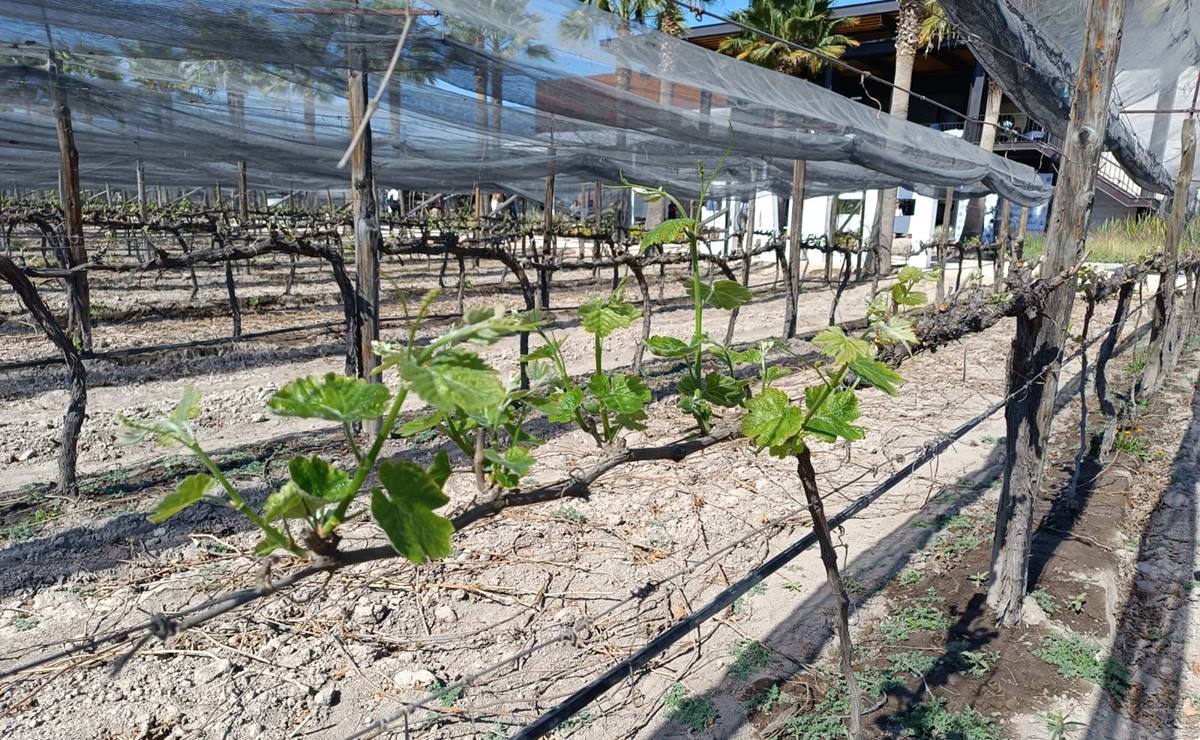 Se suman viñedos de la capital de SLP, Rioverde y el Altiplano a la ruta del vino en Soledad