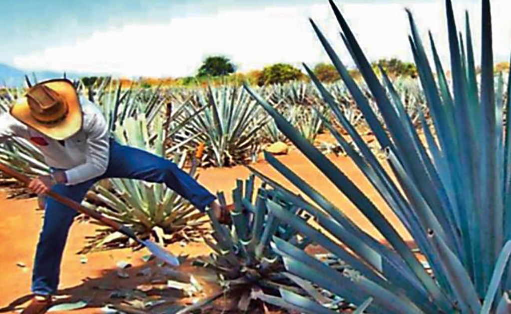 Senado aprueba el Día Nacional del Tequila