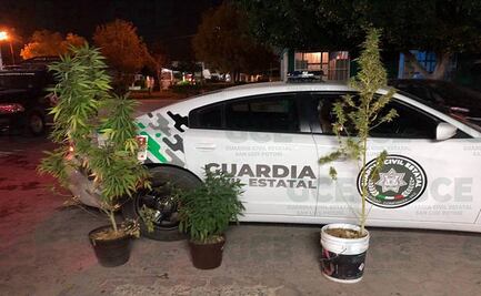 Guardia Civil de SLP detiene a 8 sujetos y asegura diversas dosis de droga y hasta plantas de marihuana