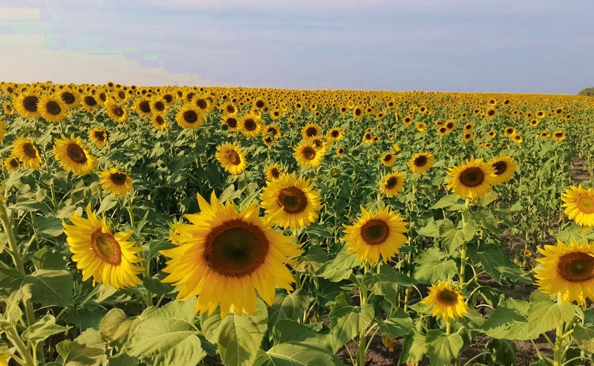 Campo de girasoles viste de dorado la Huasteca y enamora a visitantes en SLP