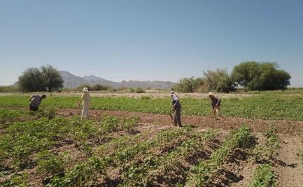 Centros de trabajo deberán tener estaciones de hidratación ante altas temperaturas en SLP