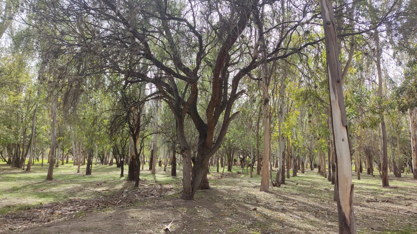 Mezquite, ¿cuáles son los beneficios del árbol endémico de SLP?. Foto:  Cortesía Eduardo Ramirez