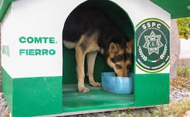 “Comandante Fierro”, el lomito que se ganó un lugar en la Guardia Civil de San Luis Potosí