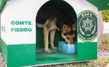 “Comandante Fierro”, el lomito que se ganó un lugar en la Guardia Civil de San Luis Potosí