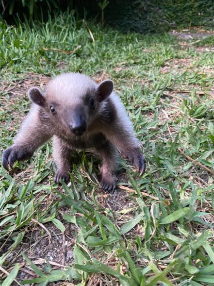 “Alebrije”, el oso hormiguero rescatado en Oaxaca y entregado a una UMA en SLP