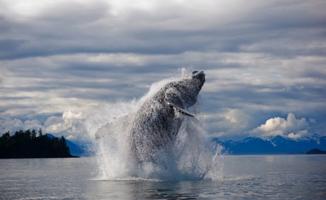 Ballena jorobada, el animal más complejo del mundo acústicamente