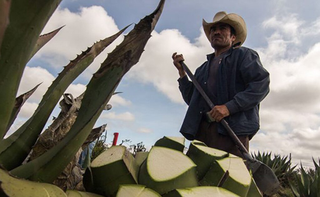 Conoce la Ruta del Mezcal en el Altiplano potosino