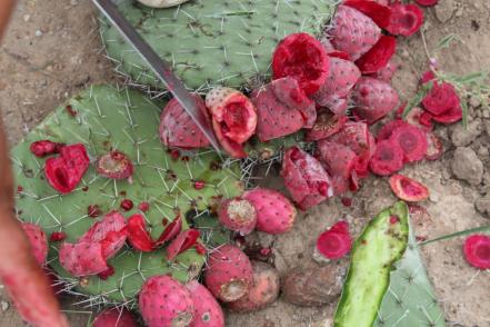 Receta. Prepara el queso de tuna típico de San Luis Potosí