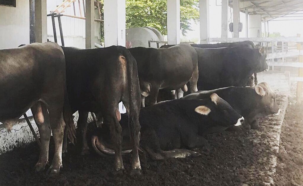 Productores potosinos con tres hatos certificados sin tuberculosis bovina