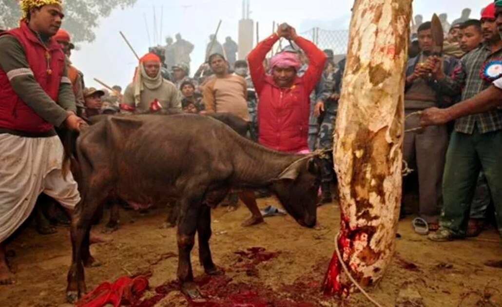 Nepal sacrifica seis mil búfalos en mayor matanza ritual de animales del mundo