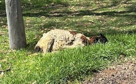 Reportan muerte de oveja en el Parque Tangamanga I; autoridades no han brindado información 