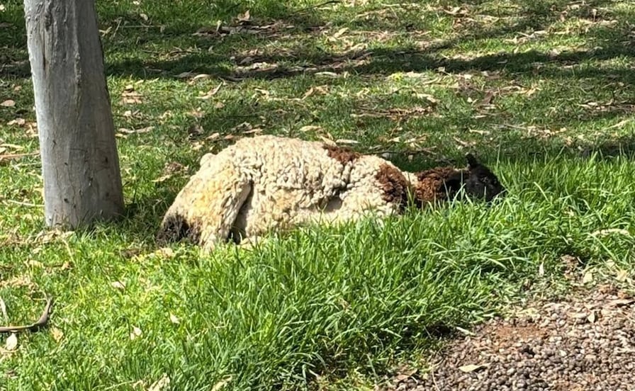 Reportan muerte de oveja en el Parque Tangamanga I; autoridades no han brindado información 