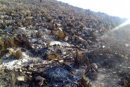 Prevalecen incendios en territorio potosino 