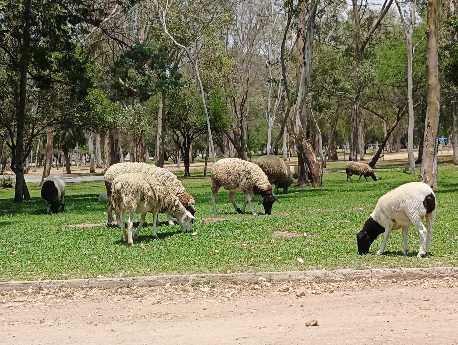 Fauna del parque Tangamanga de SLP. Foto: Jazmín Ramírez