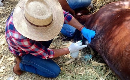 Pese a presencia de gusano barrenador en el país, confía SEDARH en apertura de fronteras a ganado mexicano