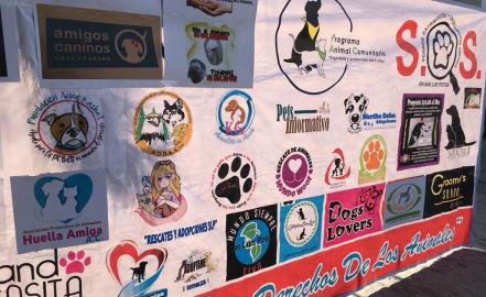 Defensoras de animales piden no dar carpetazo a caso de “Miguelito”; aportarán pruebas a investigación