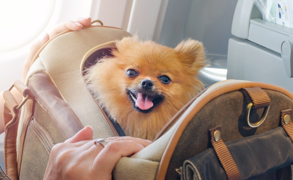 Pasajera demanda a aerolínea por encerrar en baño a su perro