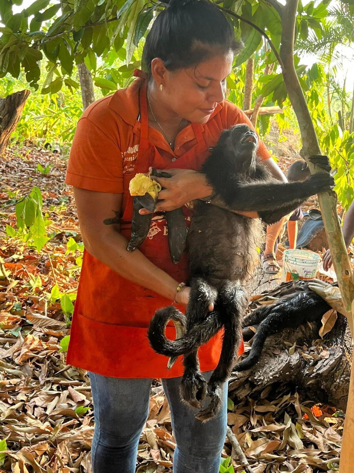 La situación se agravó la segunda semana de mayo, con la segunda onda de calor, la cual resultó letal para especies como loros, murciélagos, lechuzas, chachalacas, pelicanos y más. Foto: Selva Teenek