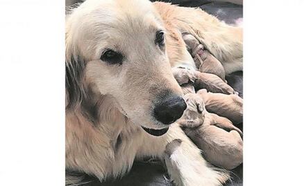 Se desconoce cómo abatirán el robo de mascotas