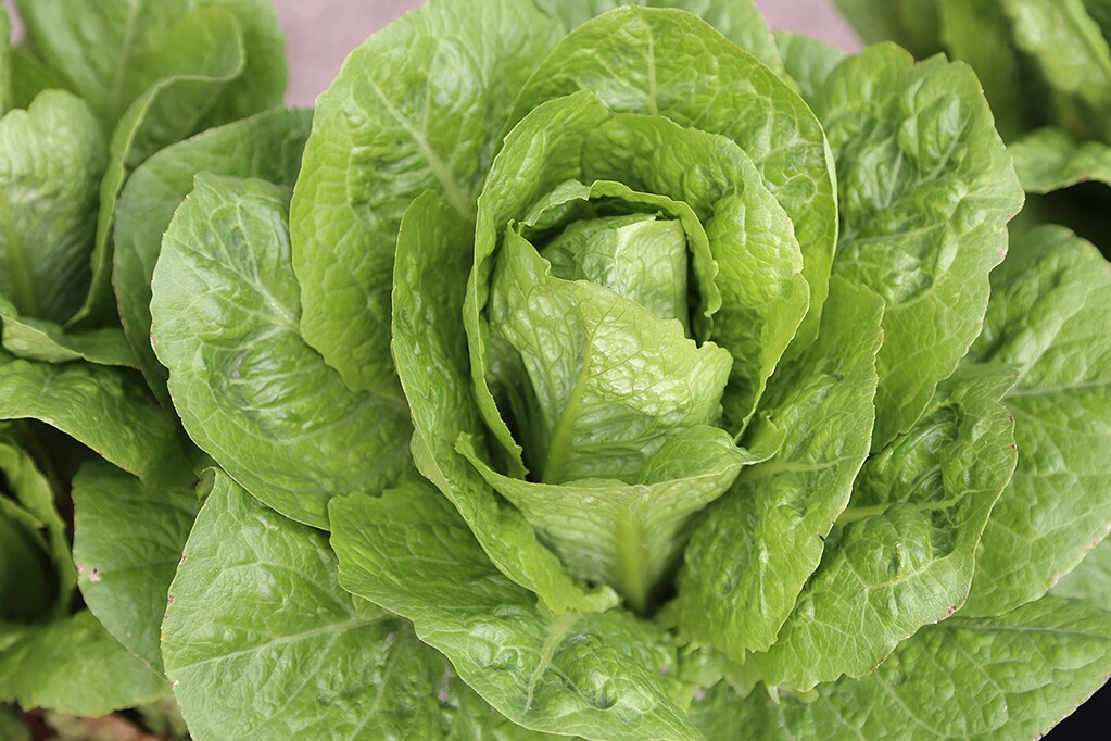 Foto: Gobierno de SLP.