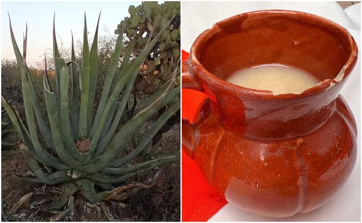 Día Nacional del Pulque. Mexquitic festejará con jornada cultural y gastronómica 