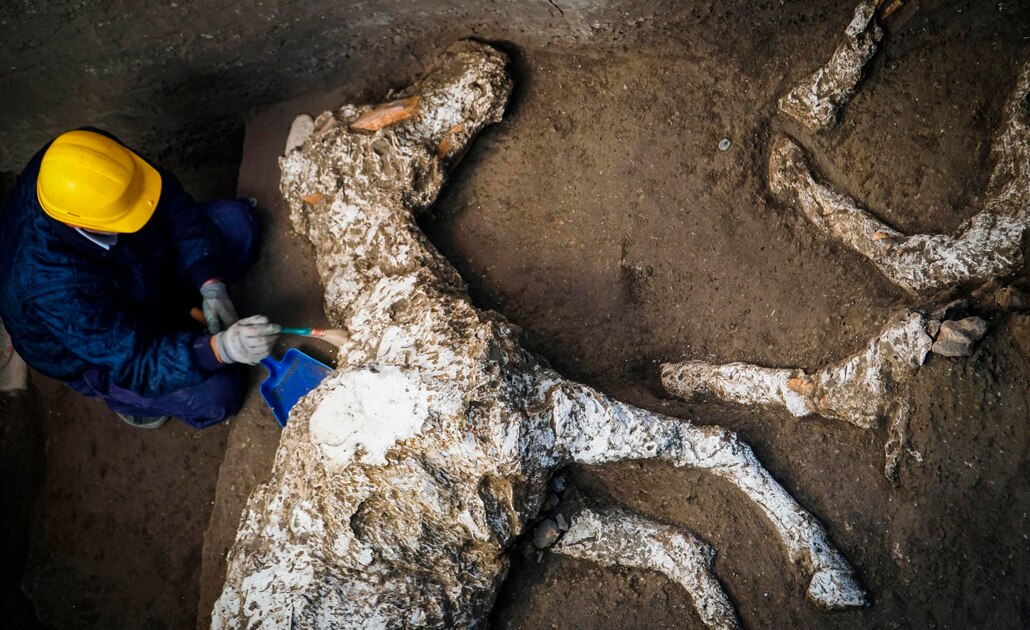 Hallan en Pompeya restos de un caballo petrificado