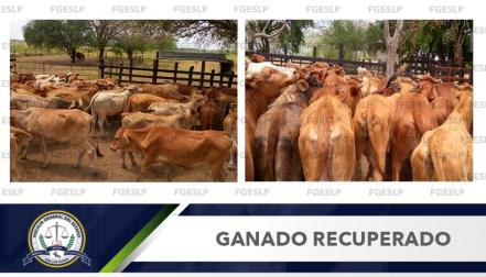 Detienen a sujeto que intentó robar 101 cabezas de ganado