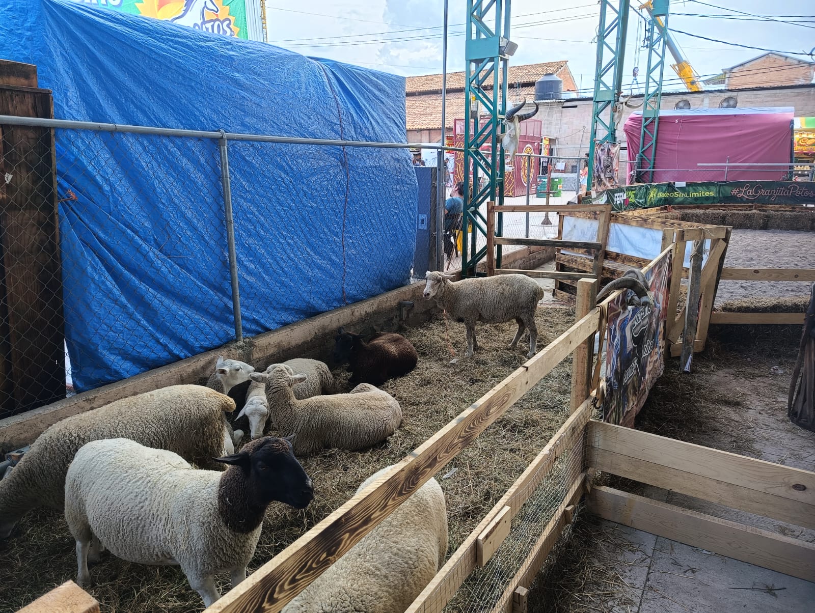 Los niños pueden conocer sobre los animales y sus cuidados en la Fenapo