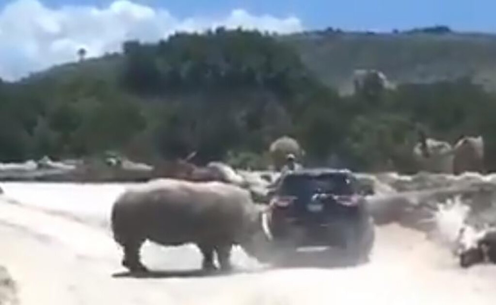 Rinoceronte embiste camioneta en Africam Safari; captan video