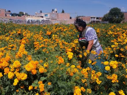 "Aunque sea poquito, pero sacamos algo", confía productora de cempasúchil en SLP
