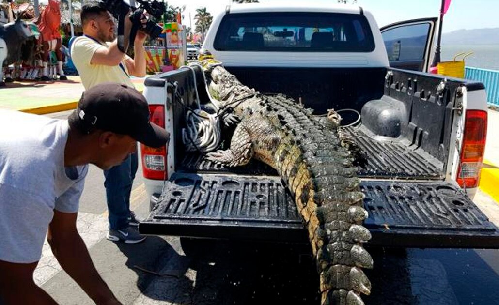 “Juancho”, el cocodrilo que venció a una empresa y recuperó su hogar en Nicaragua