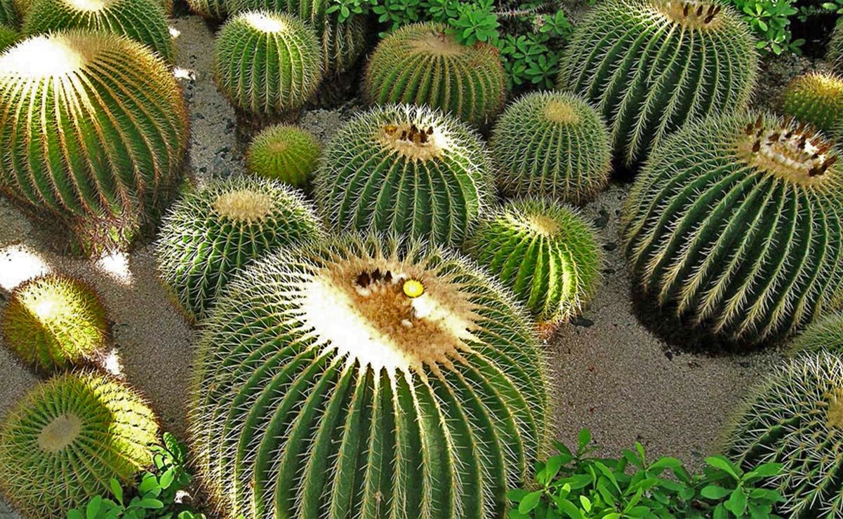 ¿Qué son las biznagas y por qué están en peligro de extinción?