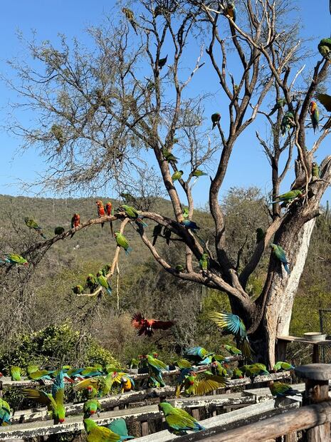Reserva de Guacamayas en San Nicolás Tolentino, San Luis Potosí. Foto: FB@ San Nicolás Tolentino S.L.P Resurge