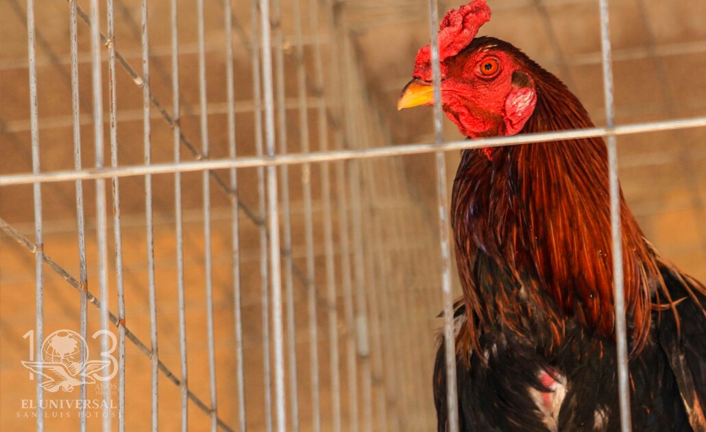 Gallos, la pelea contra la prohibición