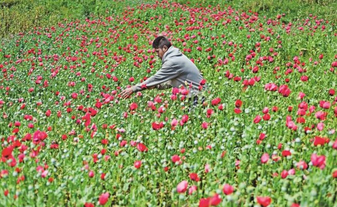 En la región de la Sierra la mitad de sus 100 mil habitantes se dedican al cultivo de la amapola y su economía gira en torno a la venta de goma de opio, pero ésta se encuentra en crisis. Foto: SALVADOR CISNEROS. EL UNIVERSAL