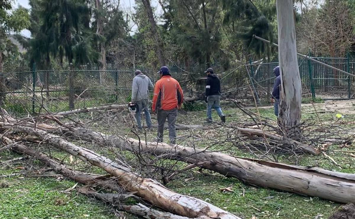Ordaz Flores comentó “este frente frío número 42 ha traído ráfagas de viento de más de 60 kilómetros por hora y de forma preventiva desde el día de ayer se decretó el cierre de los parques de SLP". Foto: Especial