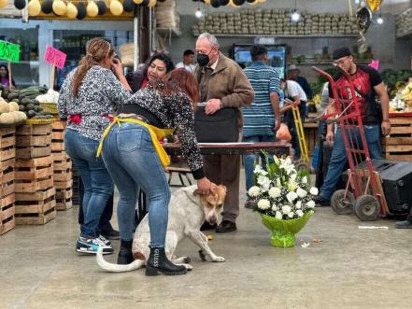Duque, el perro arropado por comerciantes del mercado República