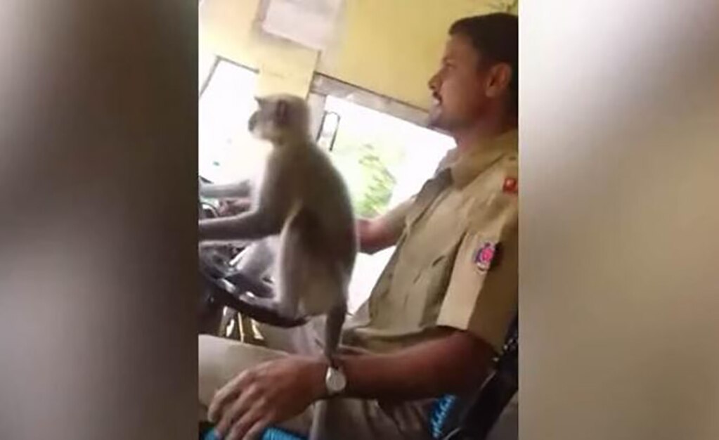 India suspende a chofer de bus... por dejar "manejar" a un mono