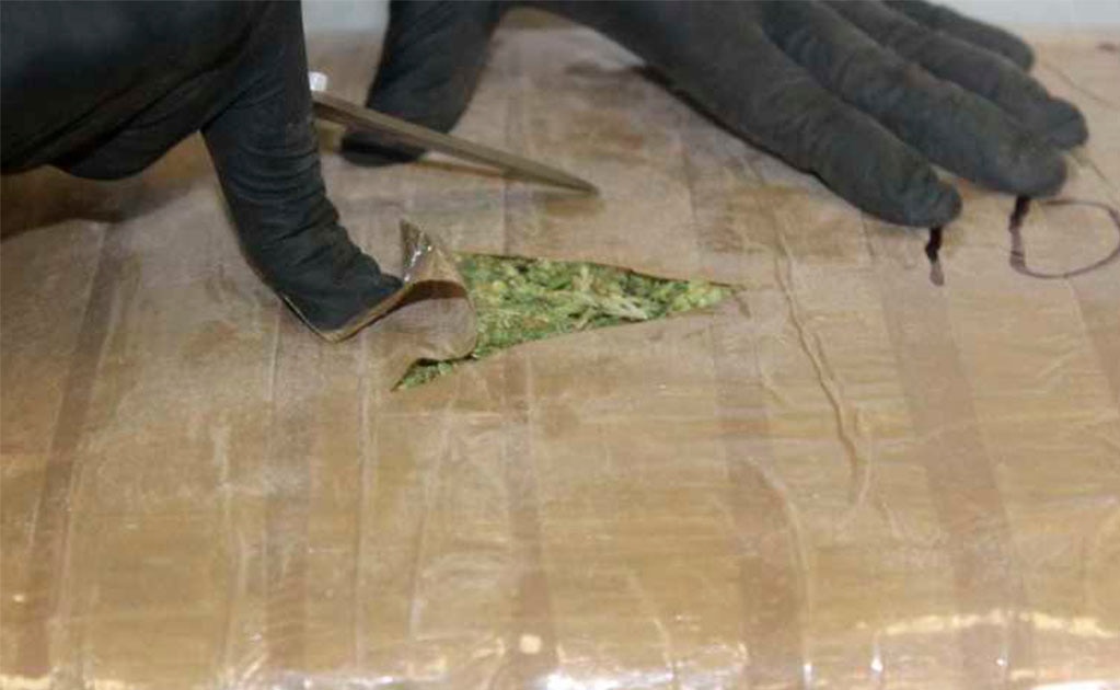 Decomisan más de media tonelada de marihuana en Altiplano potosino