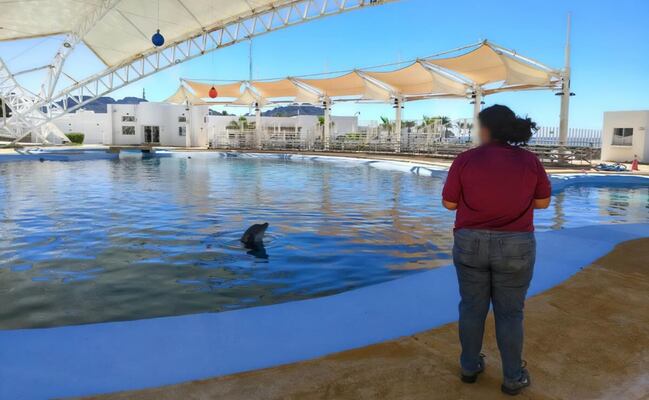 Profepa inspecciona Delfinario Sonora tras la muerte de "Moana" y exige la necropsia   