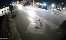 Vecinos de la zona Industrial Aviación de SLP llaman a autoridades a atender a grupo de perros en situación de calle