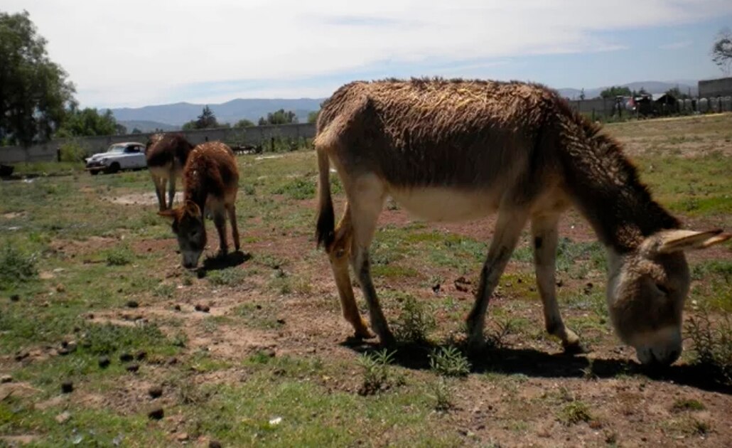 El burro se dirige a la paulatina desaparición