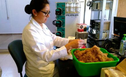 IPICYT busca producir biogás a partir de bagazo de agave