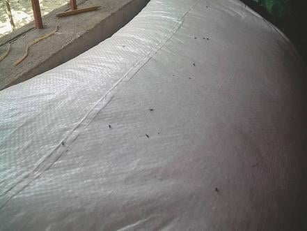 Alcalde de Matlapa entregó “maíz con gorgojo” a indígenas