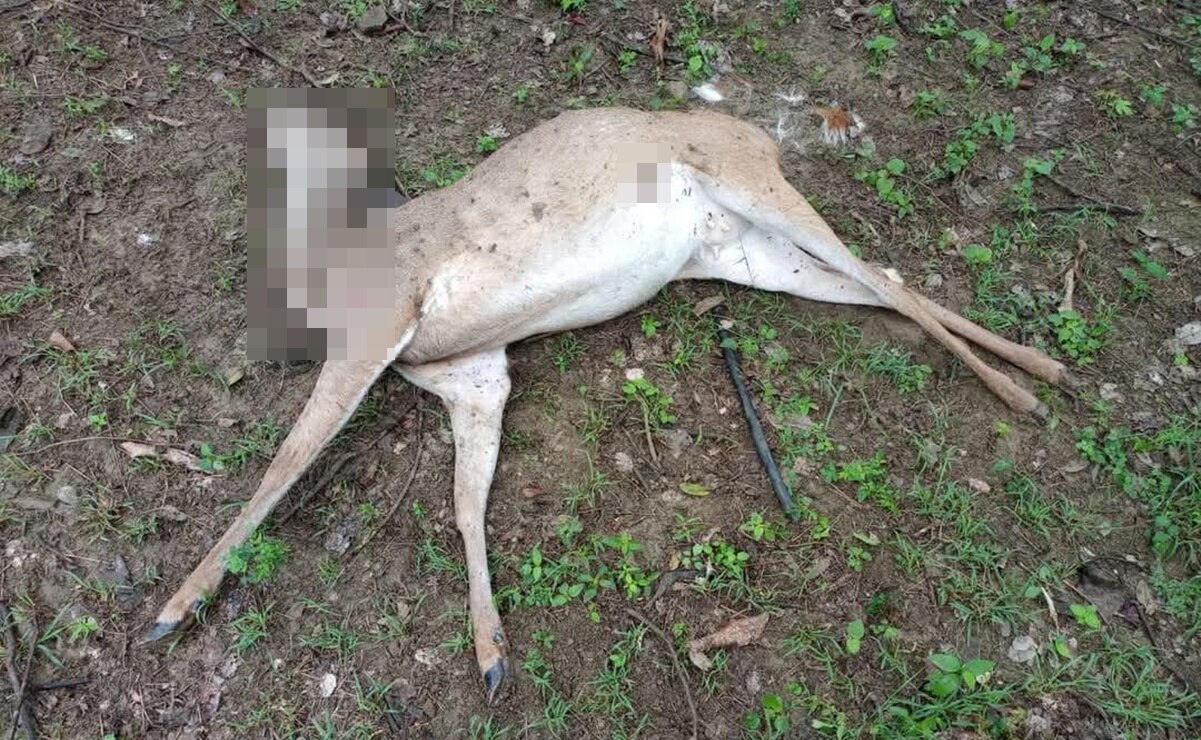 Asesinan a otro venado en la Huasteca, pese a advertencia del Gobierno de SLP