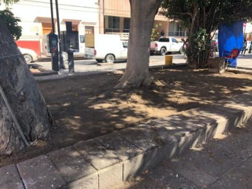 Desechará Poder Legislativo pasto sintético 